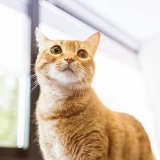 Food, accessories and toys for dogs and cats