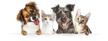 Food, accessories and toys for dogs and cats