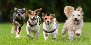 Food, accessories and toys for dogs and cats