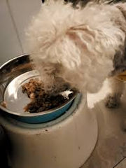 Collection image for: WET FOOD