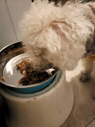 WET FOOD