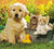 Header extra image
