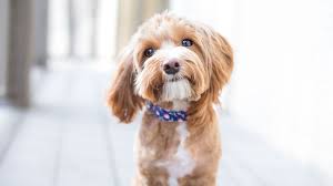 Premium dog food, games, and accessories