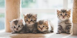 Cat food, accessories and toys