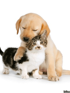 Premium pet food
